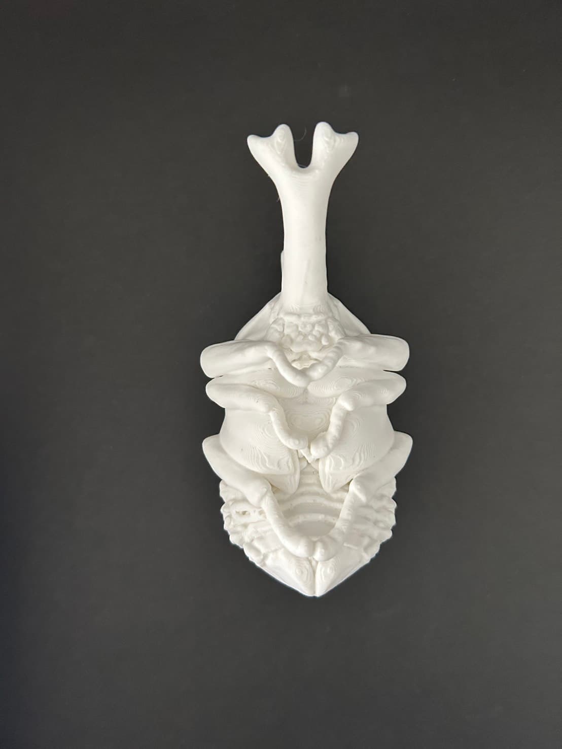 理科教材 カブトムシさなぎ模型 下面