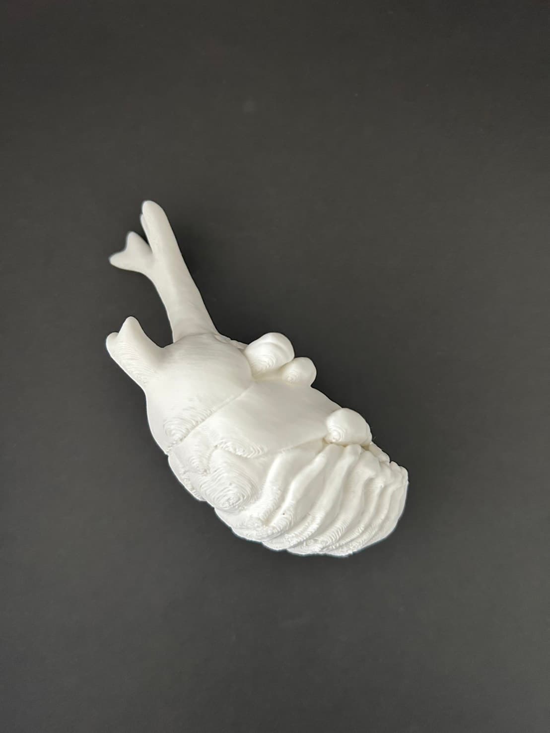 理科教材 カブトムシさなぎ模型 斜め