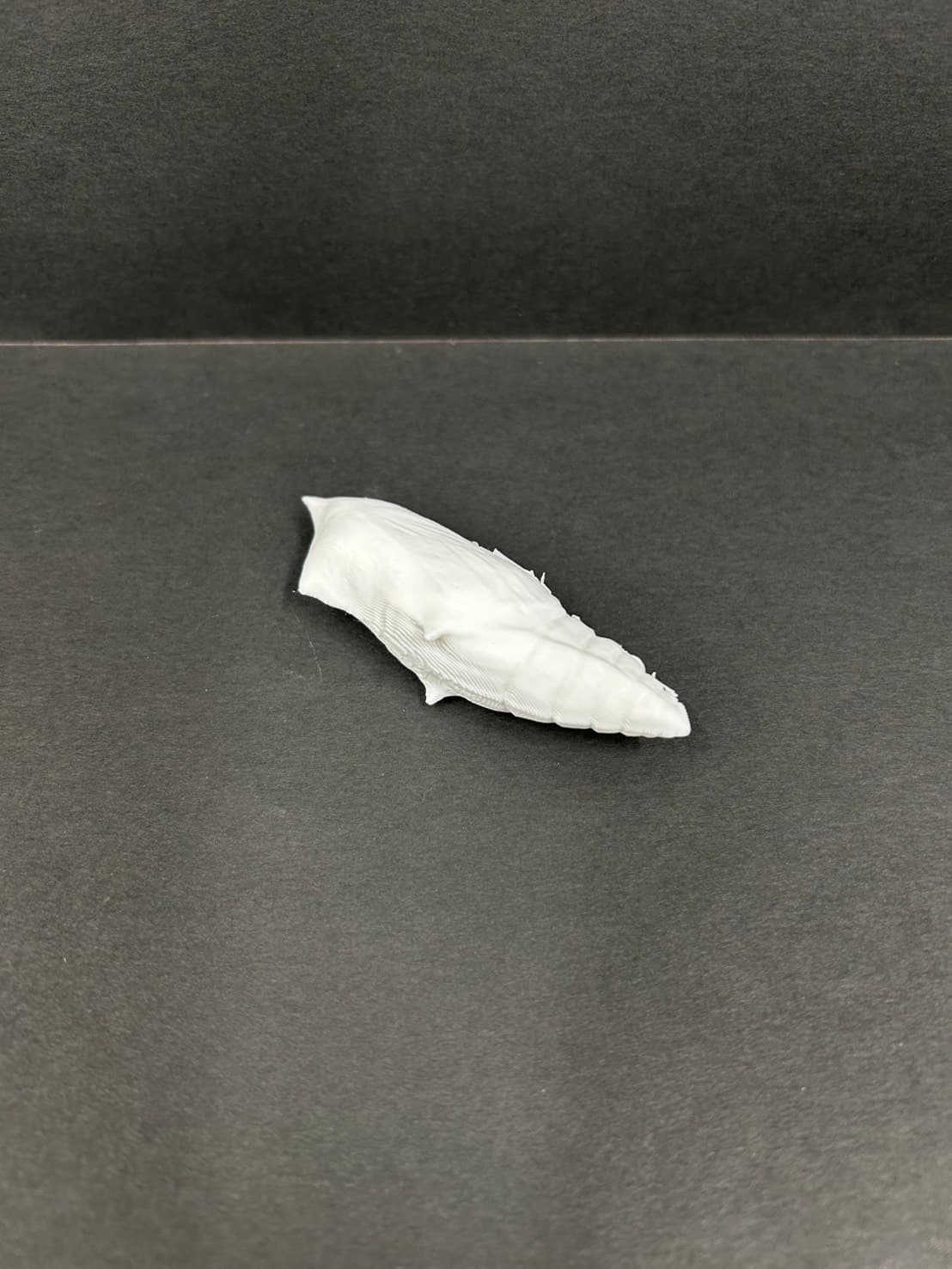 理科教材 モンシロチョウ成長過程モデル さなぎ