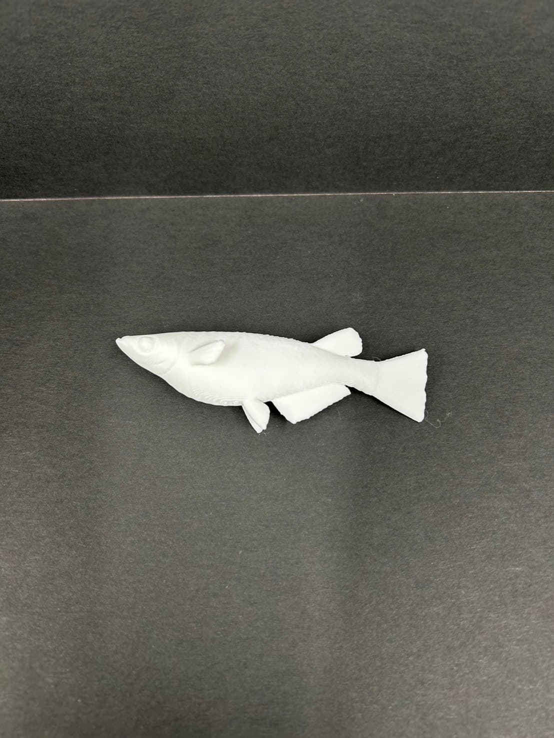 理科教材 メダカのオスメス比較模型 メス