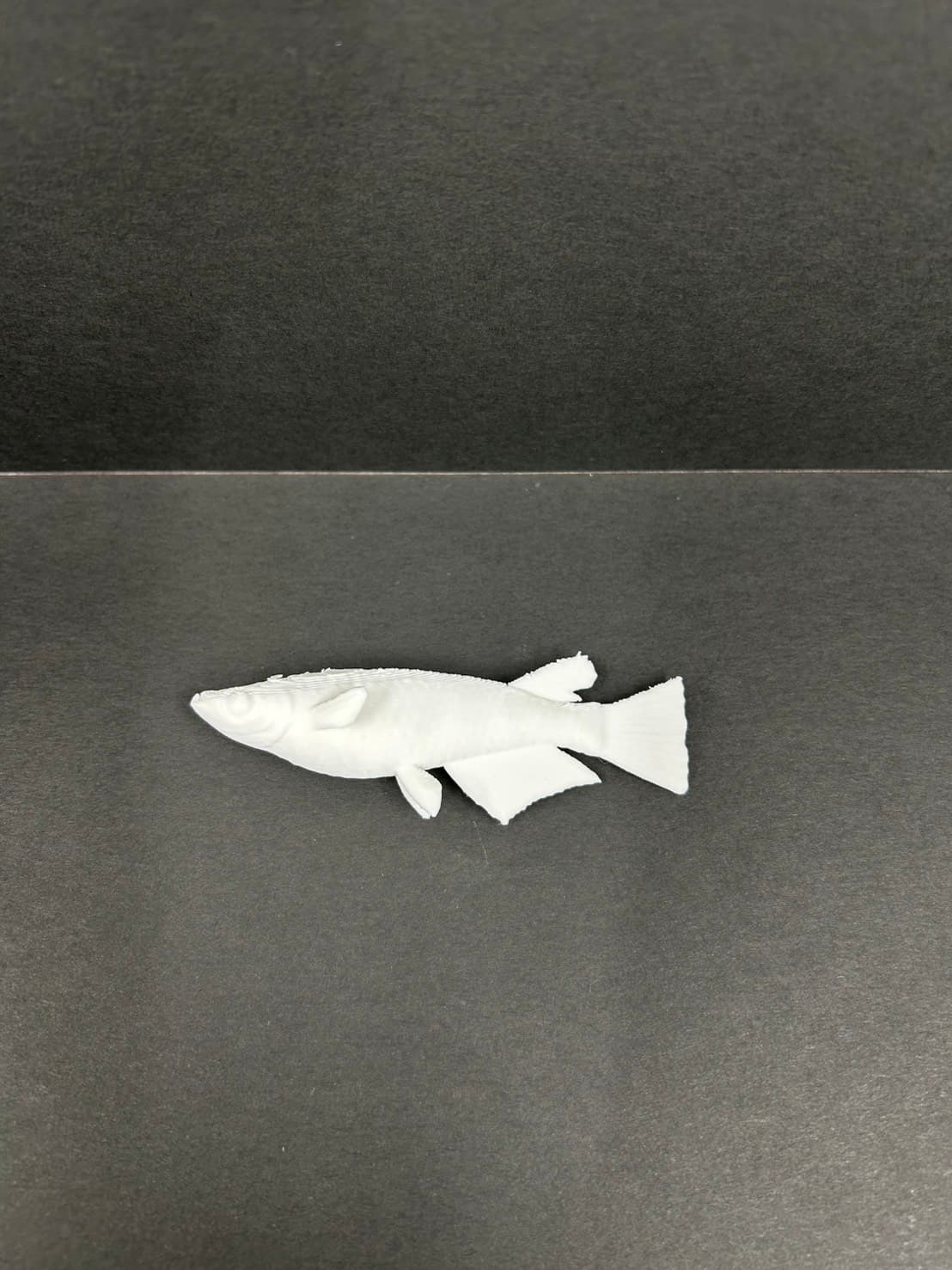 理科教材 メダカのオスメス比較模型 オス