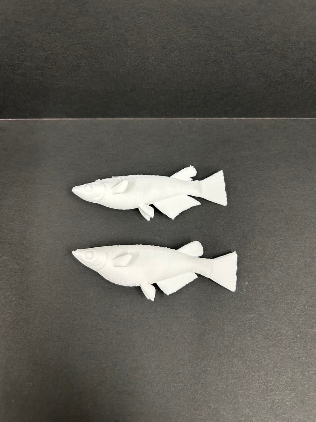 理科教材 メダカのオスメス比較模型 並べて比較