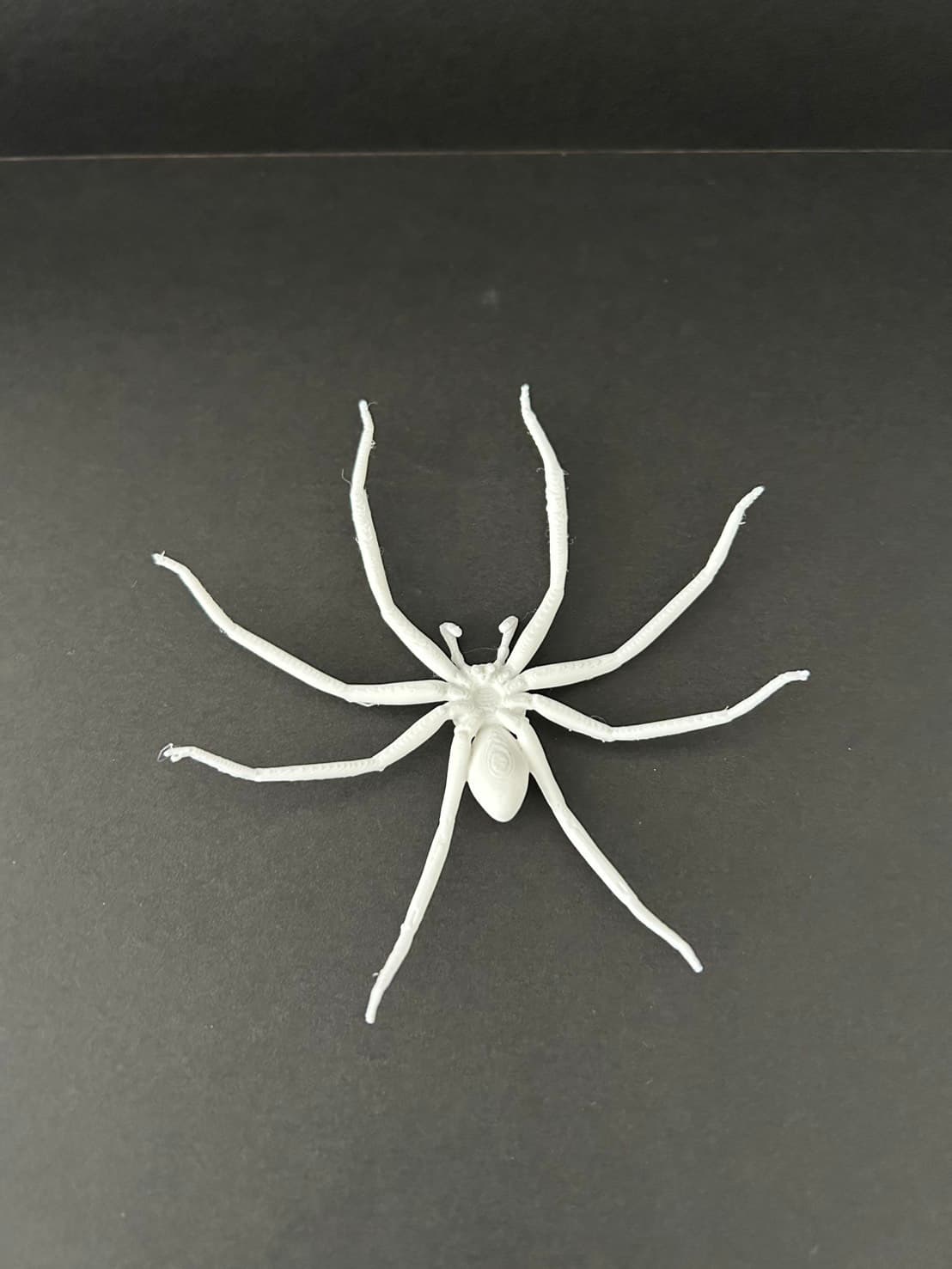 理科教材 蜘蛛の体の構造模型 下面