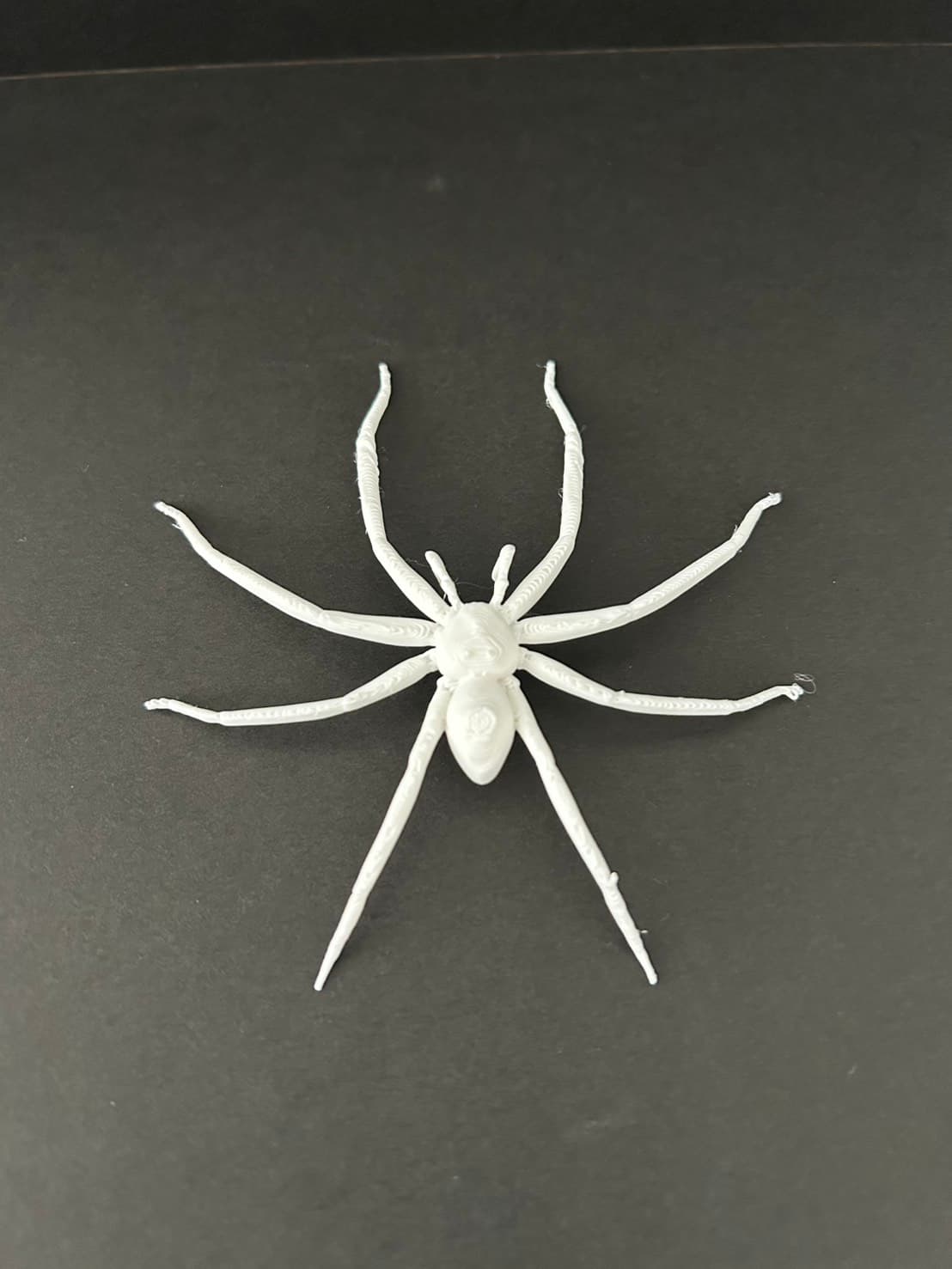 理科教材 蜘蛛の体の構造模型 上面